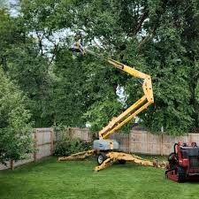 Best Hedge Trimming  in San Juan Bautista, CA
