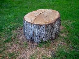 Best Firewood Processing and Delivery  in San Juan Bautista, CA