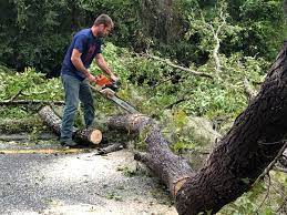 Best Lot and Land Clearing  in San Juan Bautista, CA