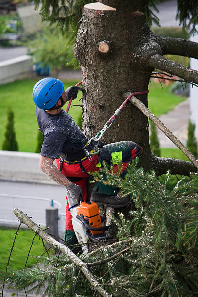 Best Arborist Consultation Services  in San Juan Bautista, CA