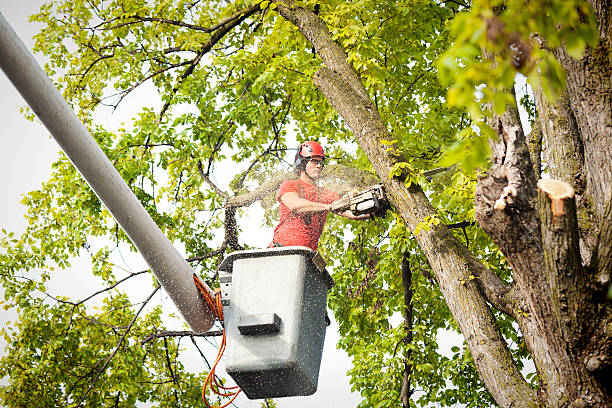  San Juan Bautista, CA Tree Removal Pros