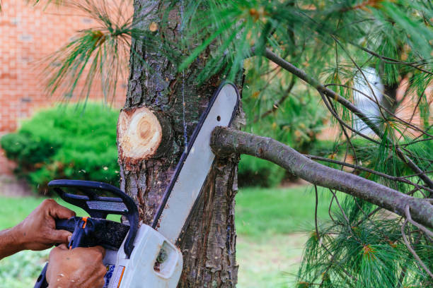 How Our Tree Care Process Works  in  San Juan Bautista, CA